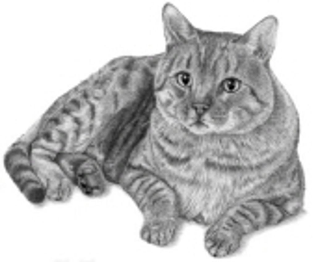 Panzer Mihalik Profile Photo