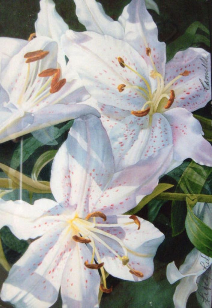 Debra Sue White Profile Photo