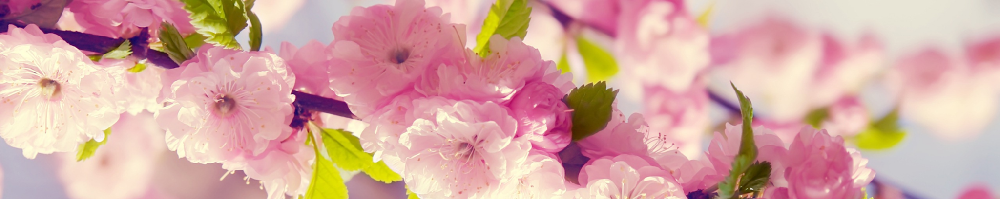 Cover photo for Doris Godwin's Obituary