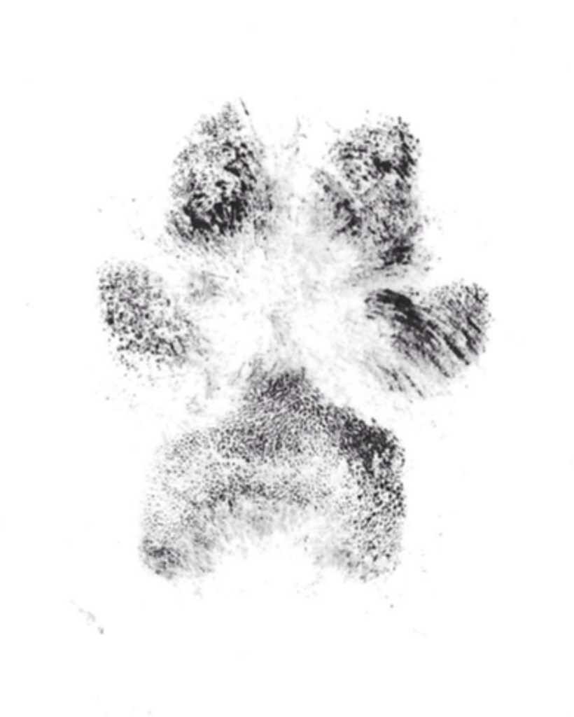 Brody Gaulden Profile Photo