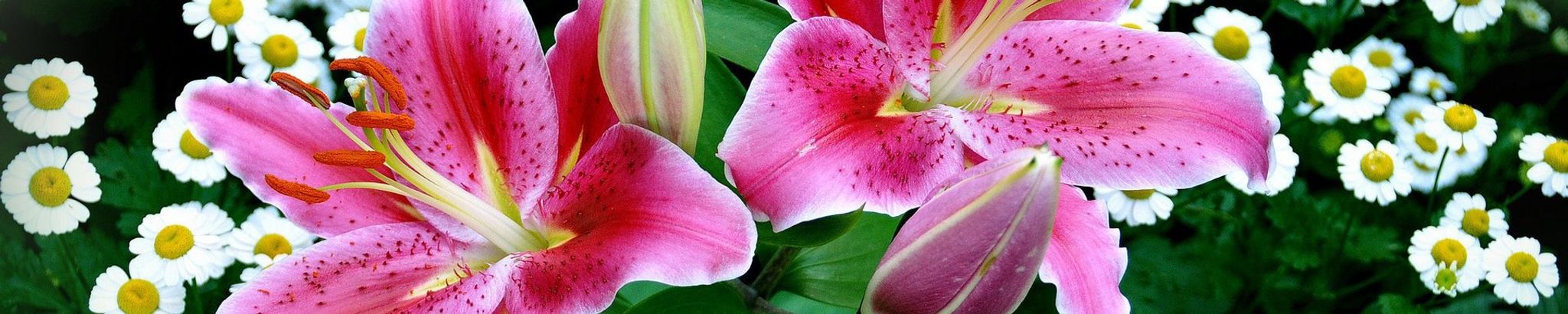 Cover photo for Joy Sue Wells's Obituary