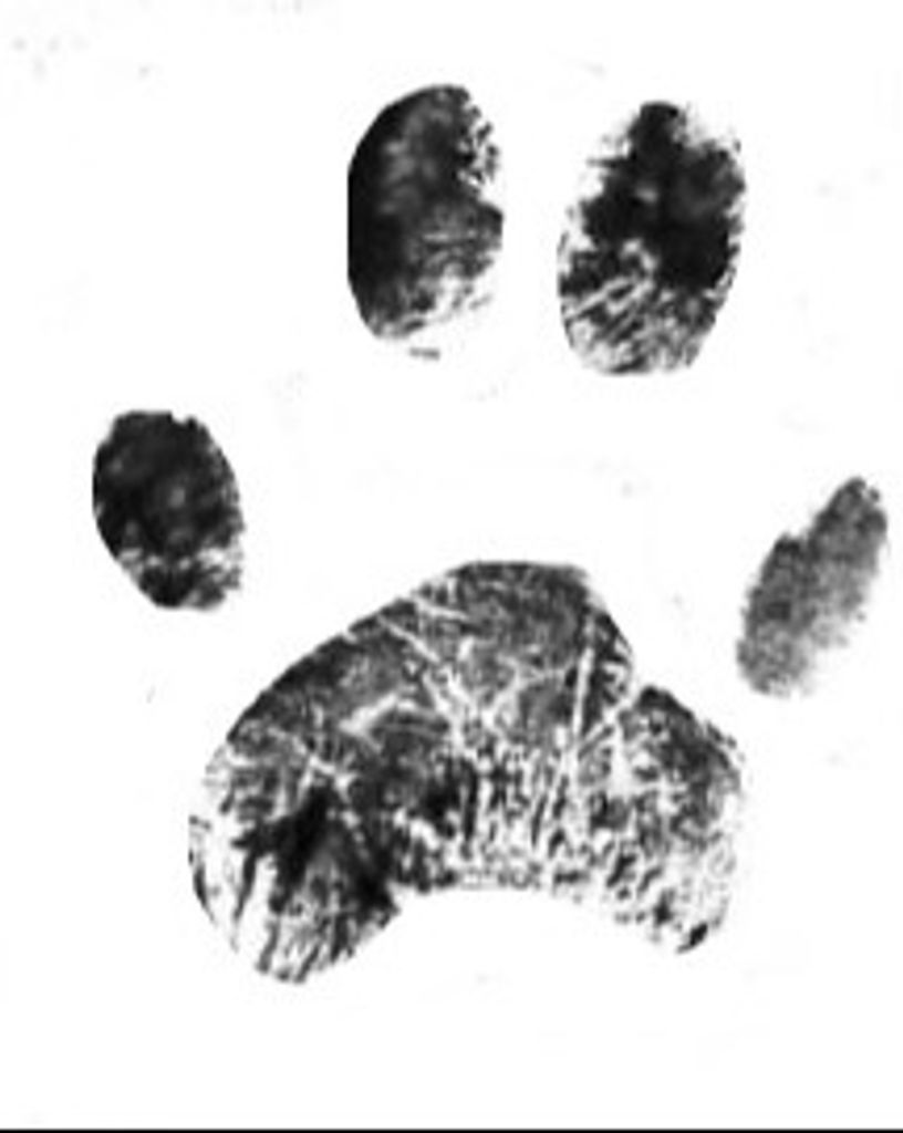 Weasel Webb Profile Photo