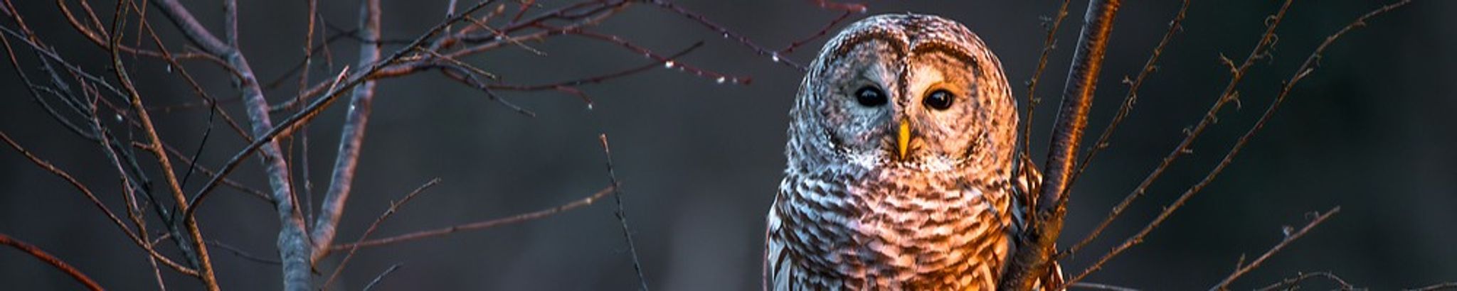 Cover photo for Nancy Keach Crawford's Obituary