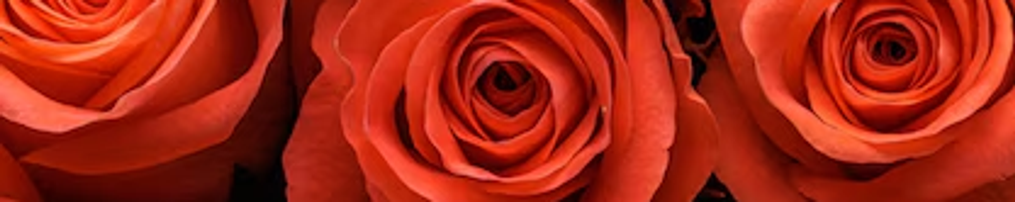 Cover for Robin Marie Oliver's Obituary