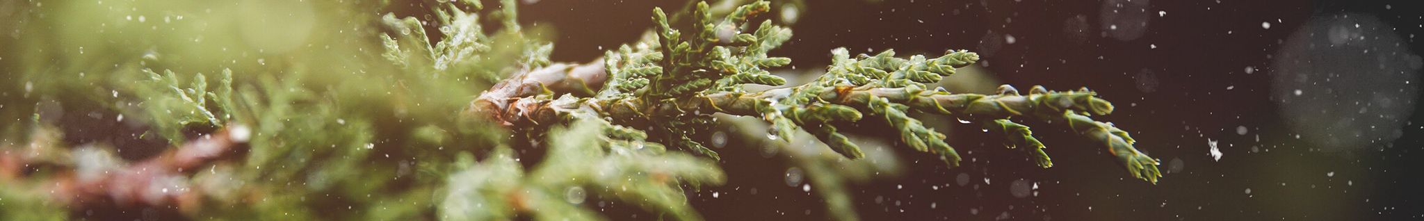 Cover for Nadezda (AKA Daisy) (George)  Beaudoin's Obituary