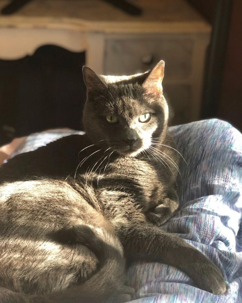 Simba James Ruiz Profile Photo