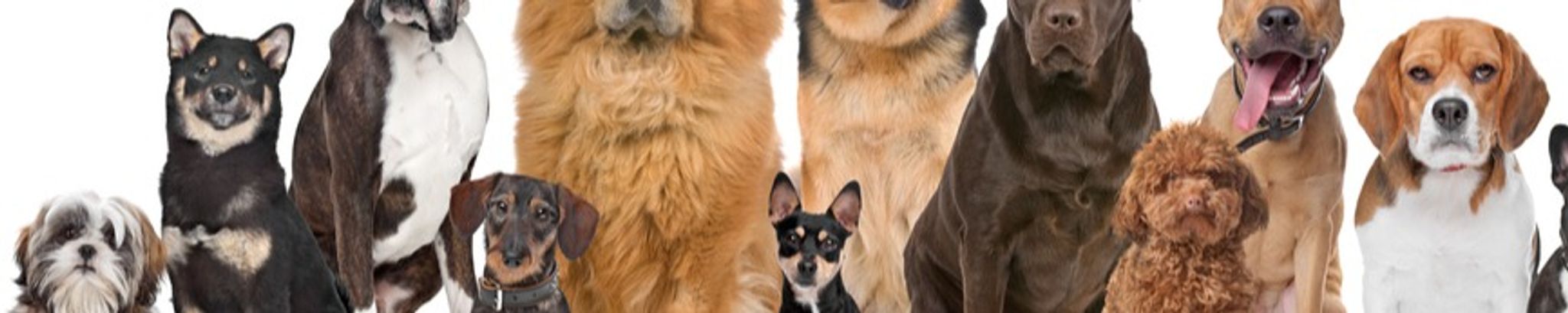 Cover for Mary Ann Grodi's Obituary