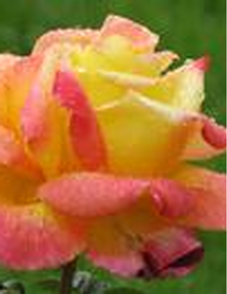 Patricia Ann Sullivan