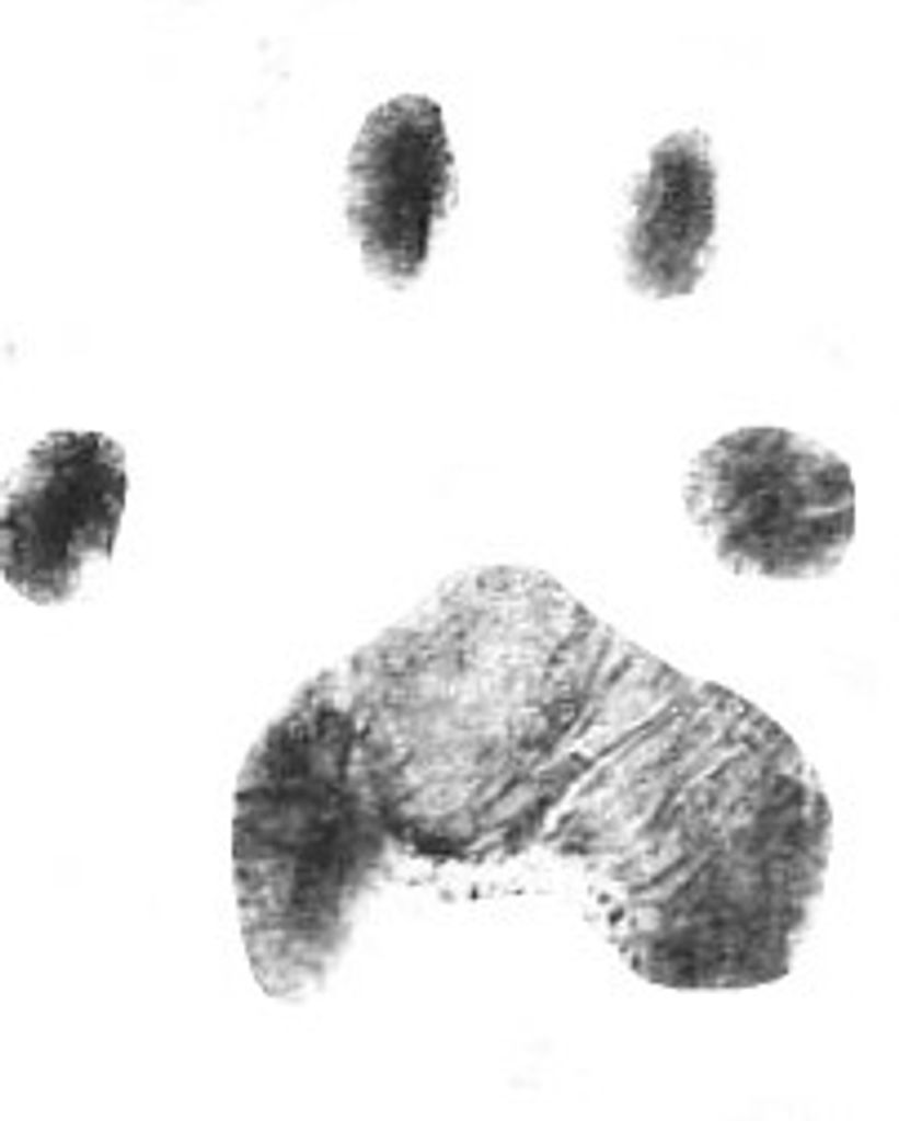 Webster Shook Profile Photo