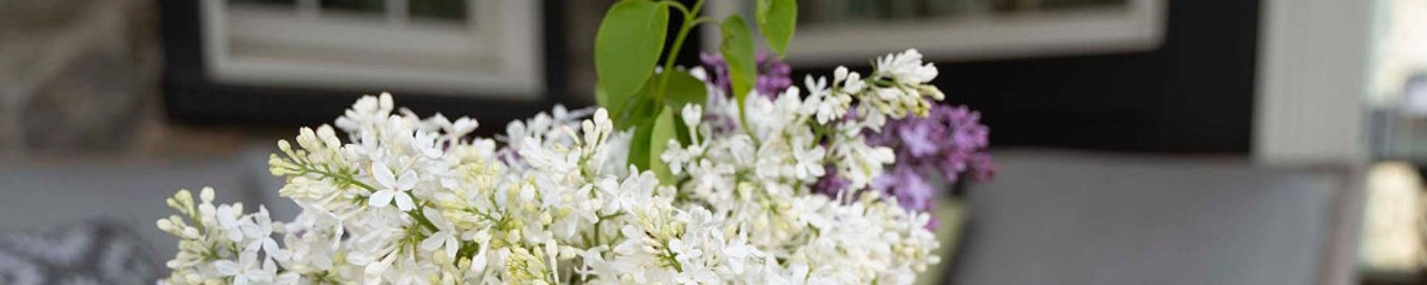 Cover photo for Karen Scott-Rowe's Obituary