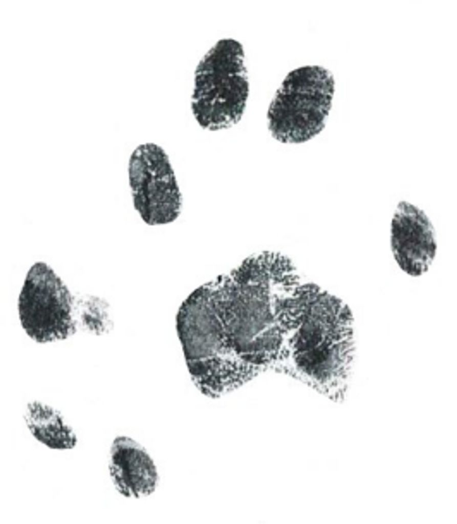 Tiger Huffman