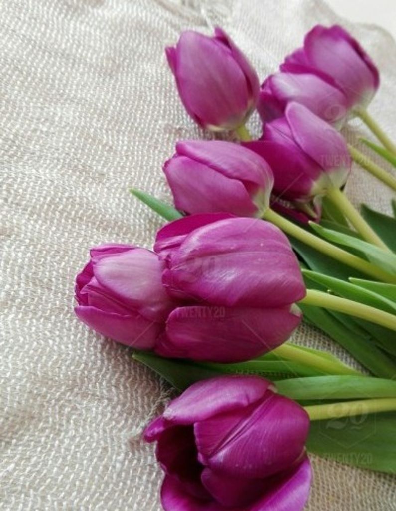 Thelma Bruno Profile Photo