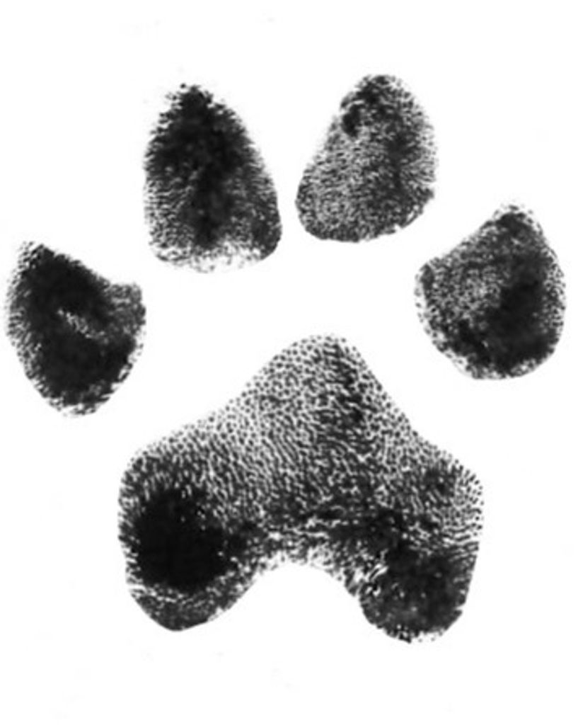 Bear Murphy Profile Photo