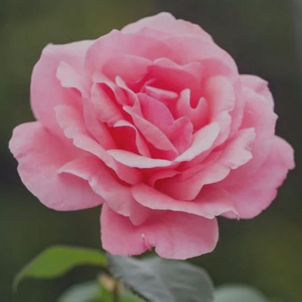 Rhonda English