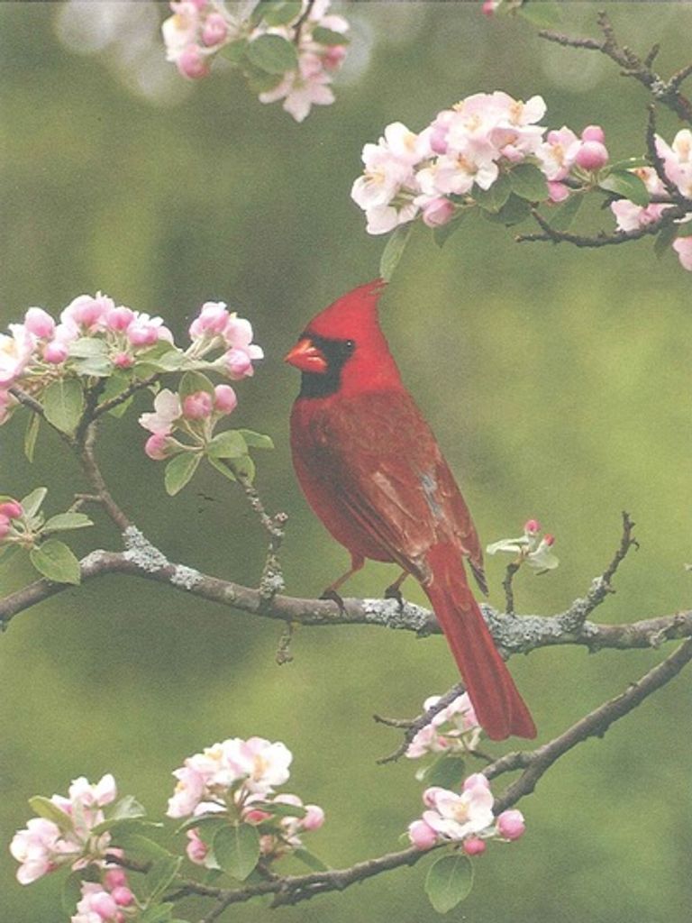 Eva Janet (Supancic) Gobtop-Stolt Profile Photo