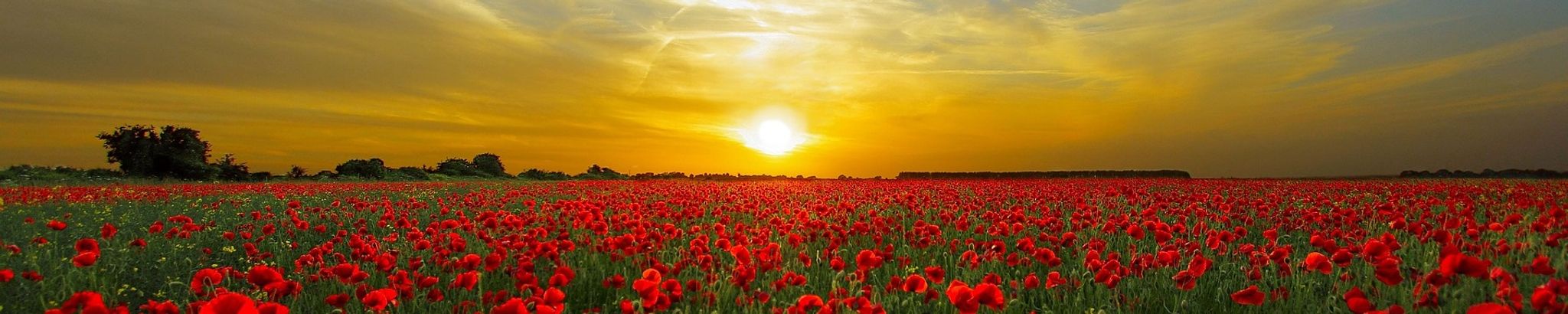 Cover for John Leonard Bradley's Obituary