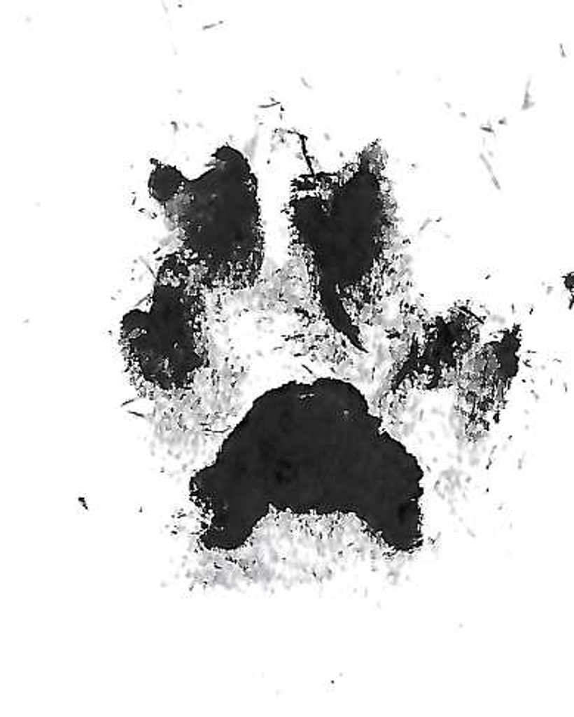 Draxo Poteat Profile Photo