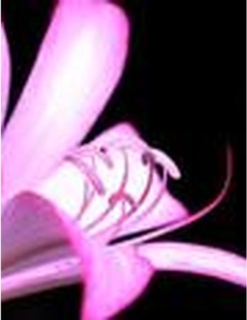 Sarah Leona Harris Cook