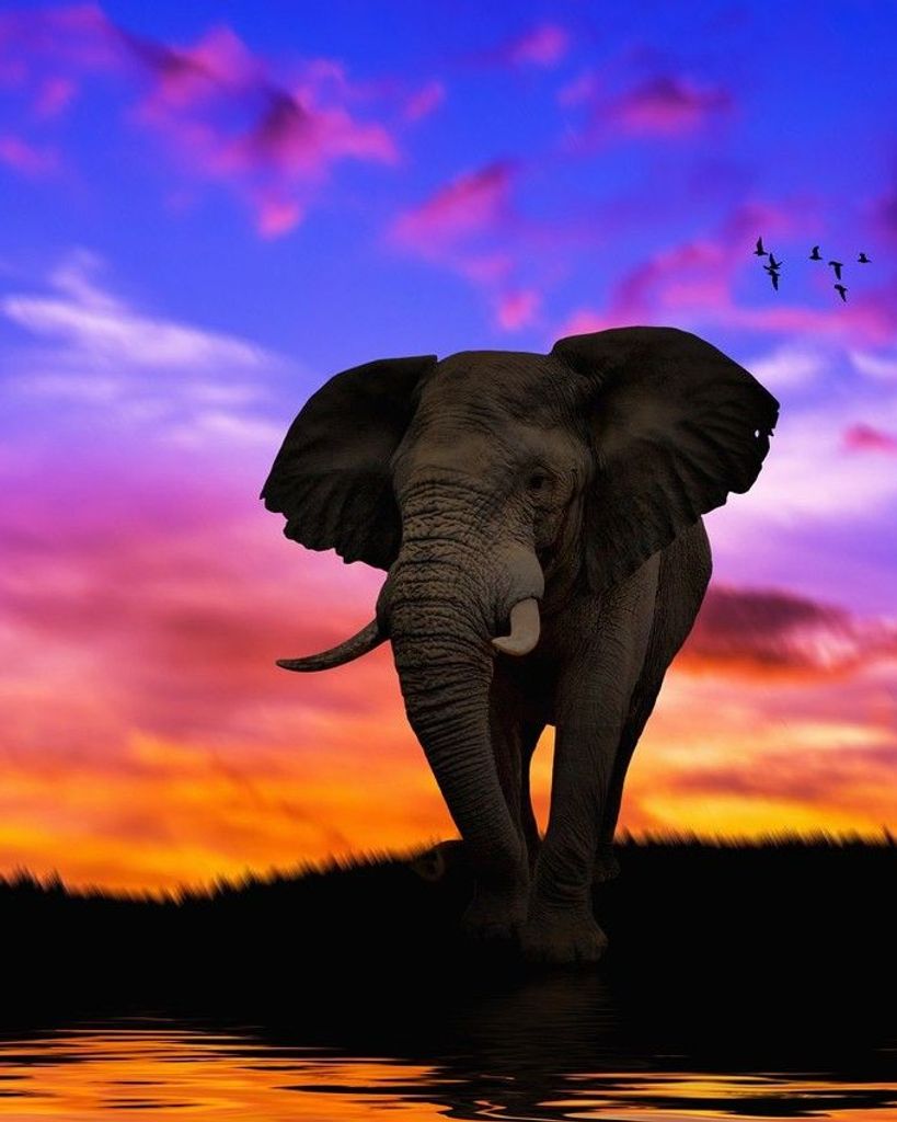 Timothy Thomas Morrison