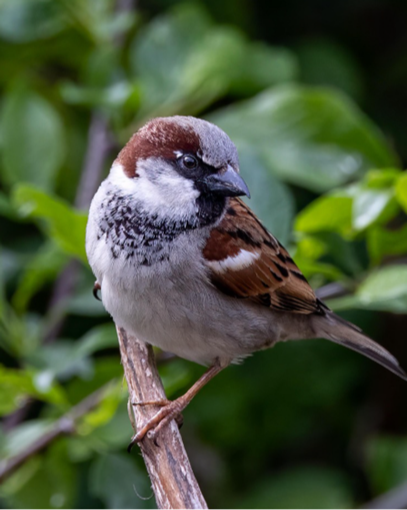 Mary Ellen Stout Profile Photo