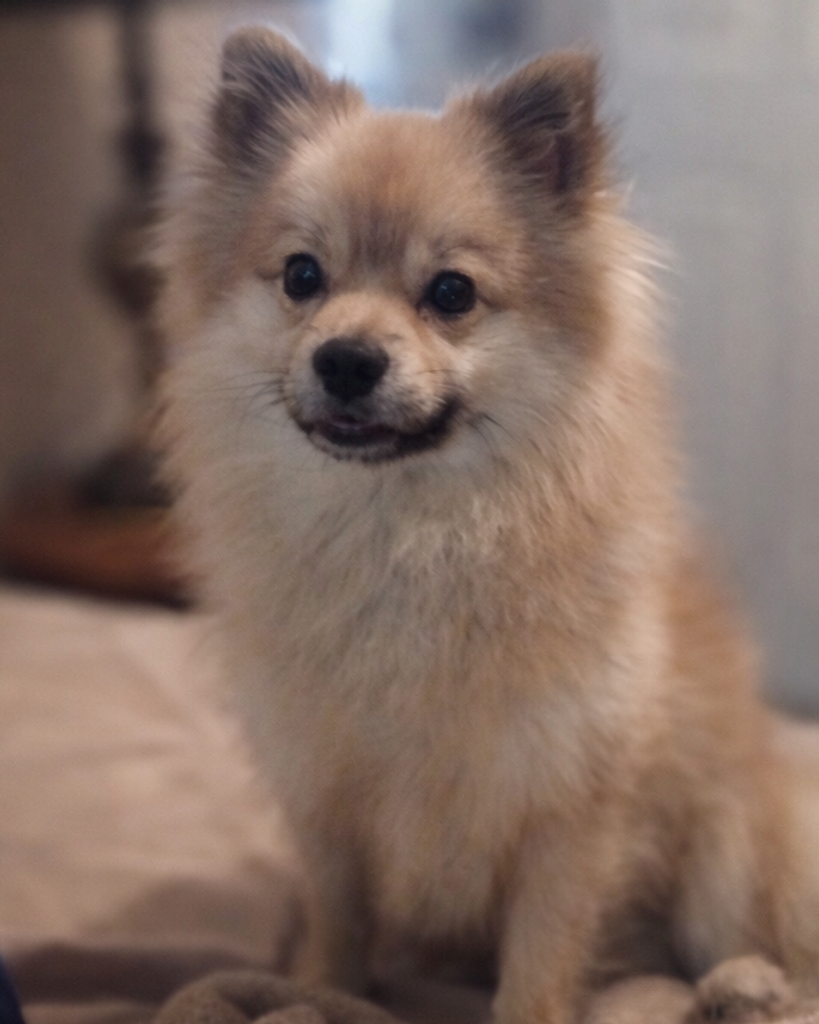 Uppy Puppy Gonzalez Profile Photo