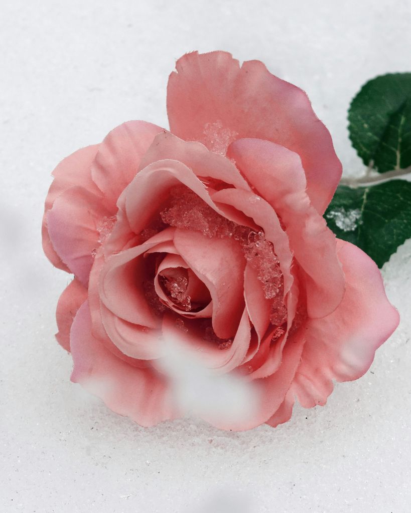 Emalie Sigrid Lorens Profile Photo