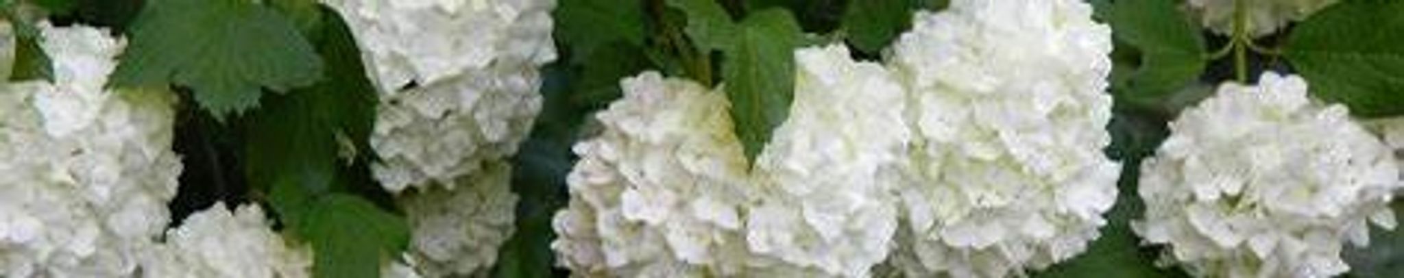 Cover photo for Margaret Eugenia Utsey Wiggins's Obituary