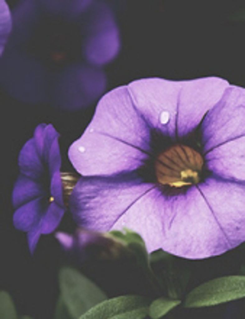 Iris Maxine Corbello