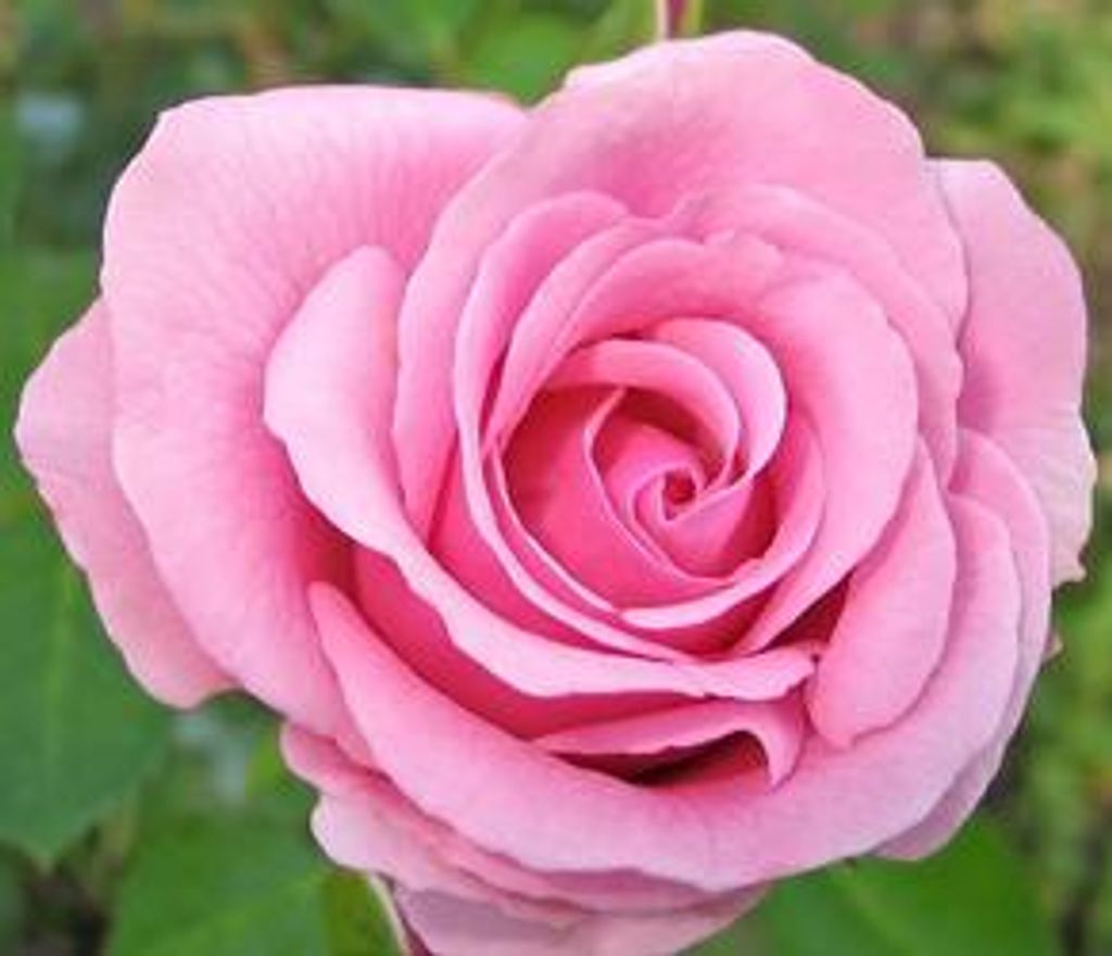 Isabel Rosa Profile Photo