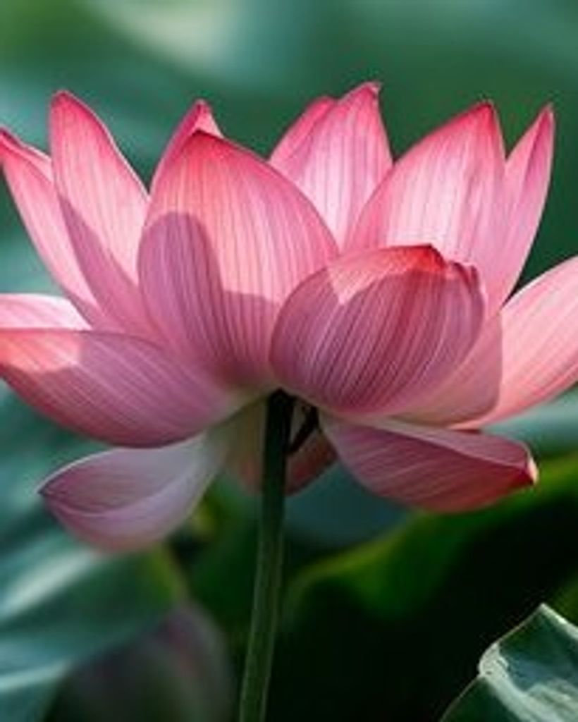 Jean Elizabeth Booth