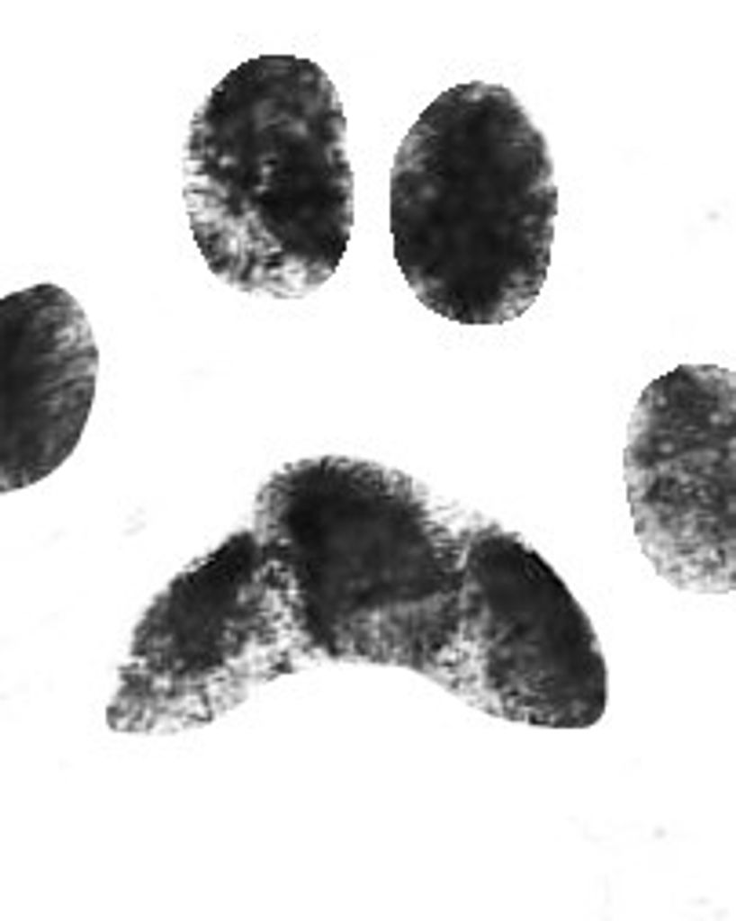 Princess Pillbug Profile Photo