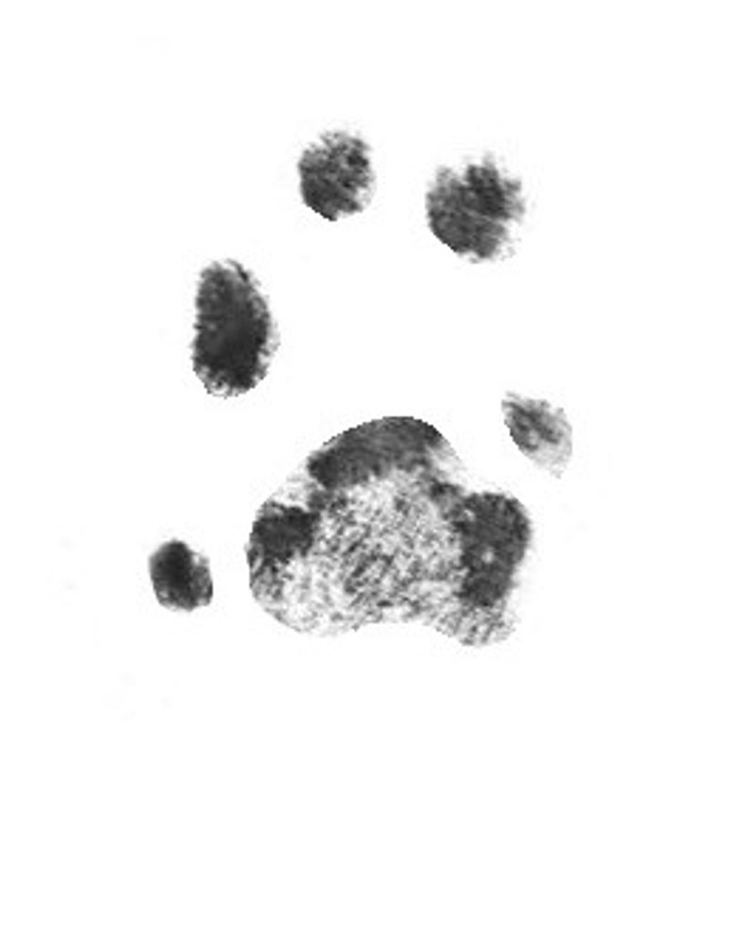 Shinzi Smith Profile Photo