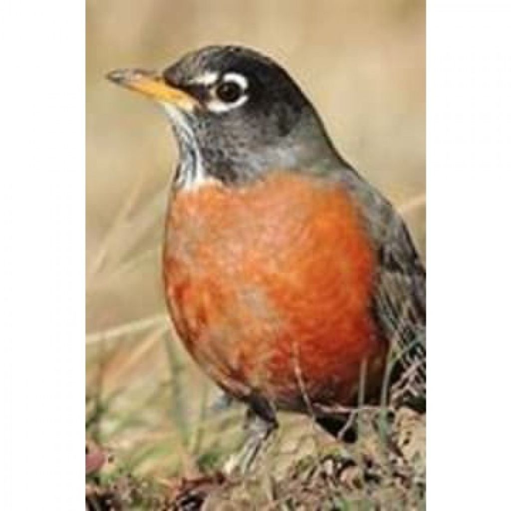 Robert Thrope Profile Photo