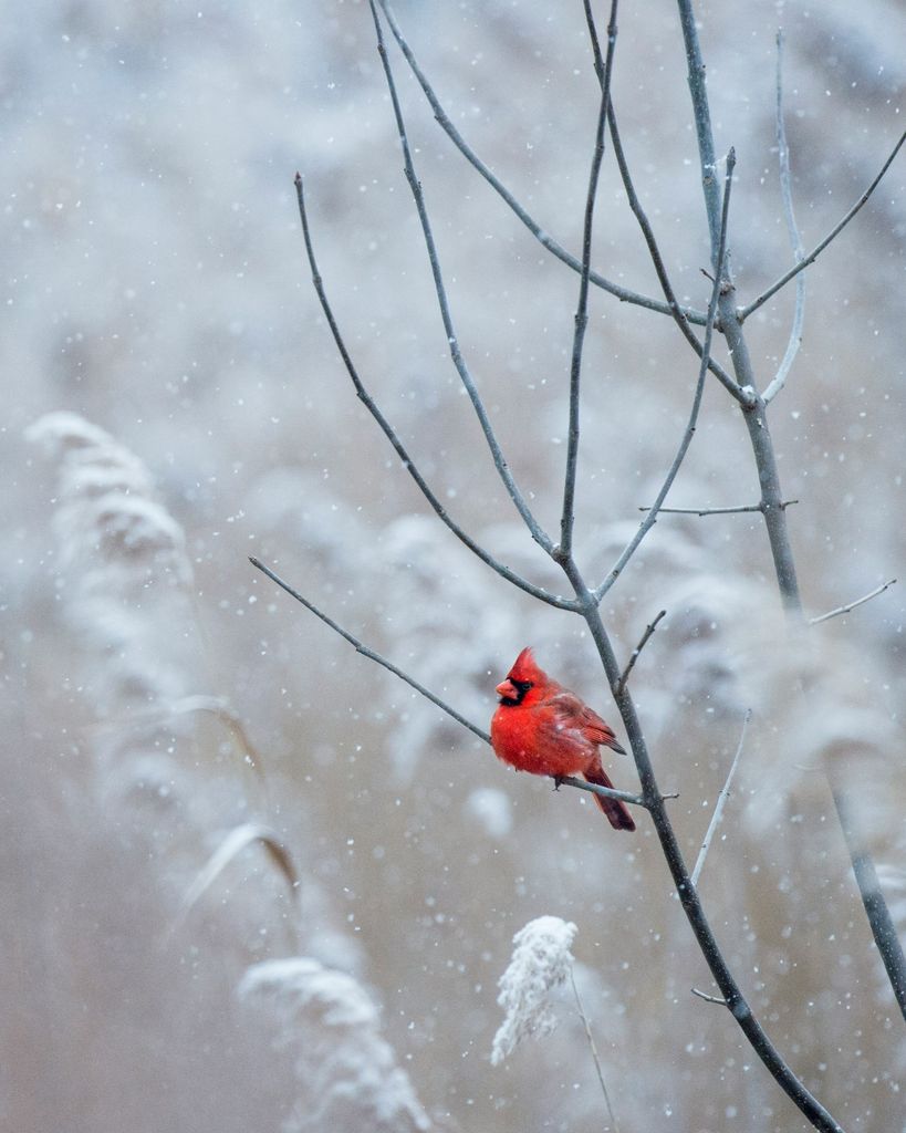 Shirley Ann Van Lare Profile Photo