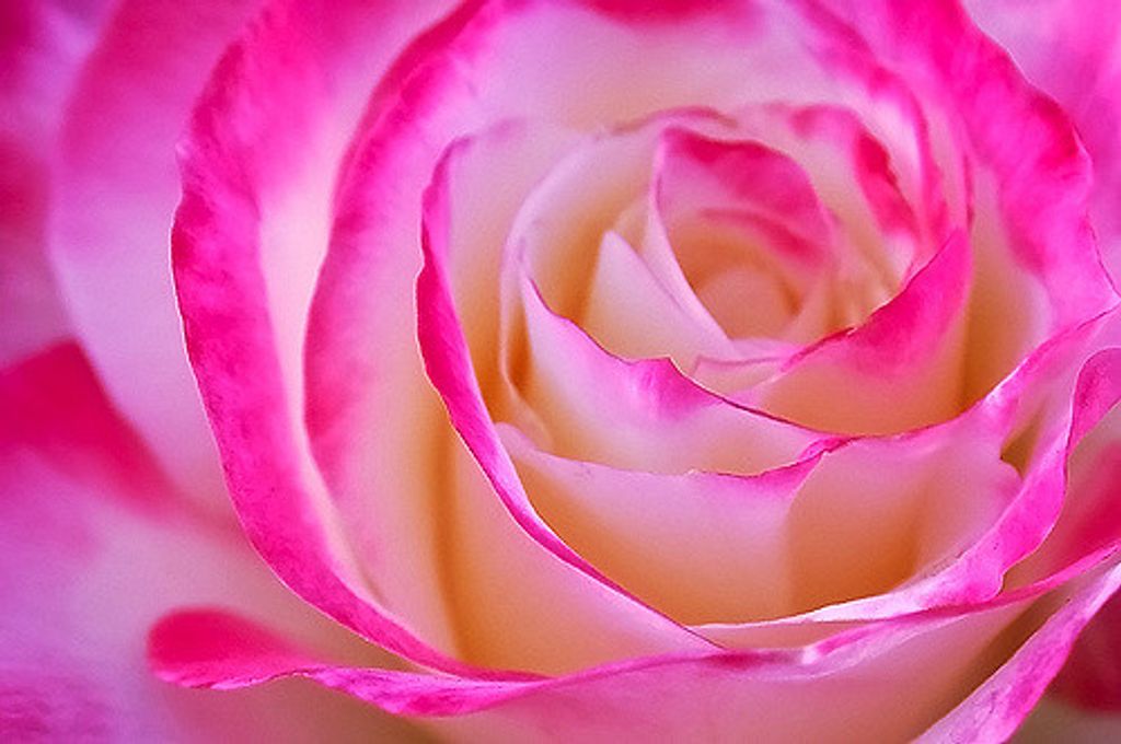 Shirley Haupt Profile Photo