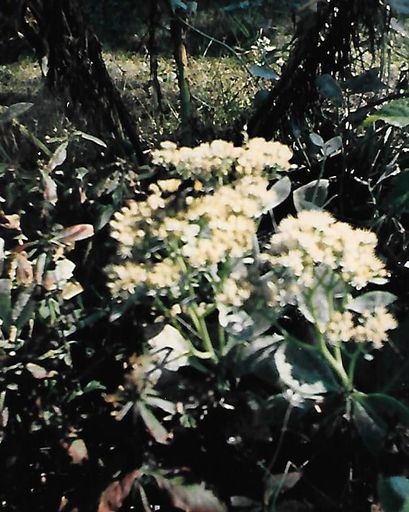 Linda L. Dilling photo gallery thumbnail 78 of 79
