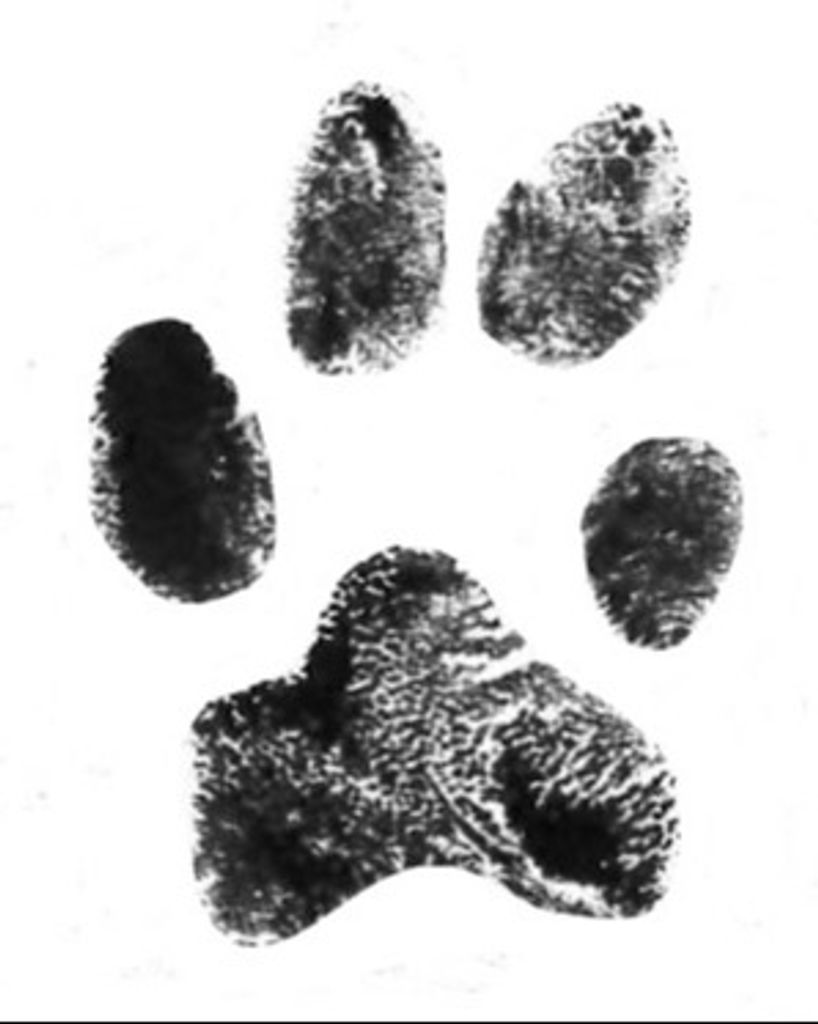 Ozzy Pruett Profile Photo