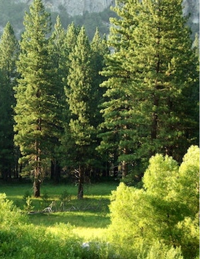 David Randall Ezzell