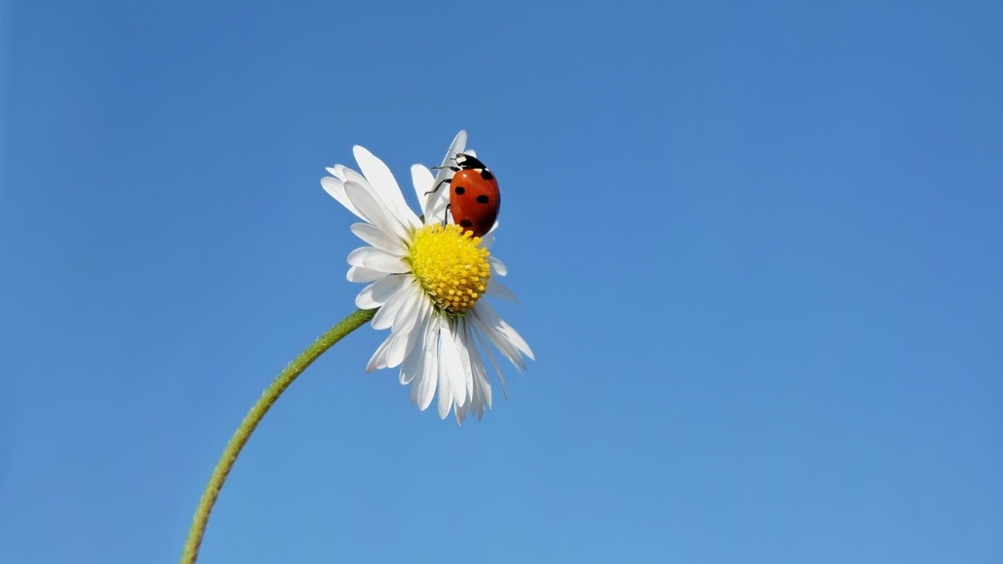 Cover photo for Eva Horvath's Obituary