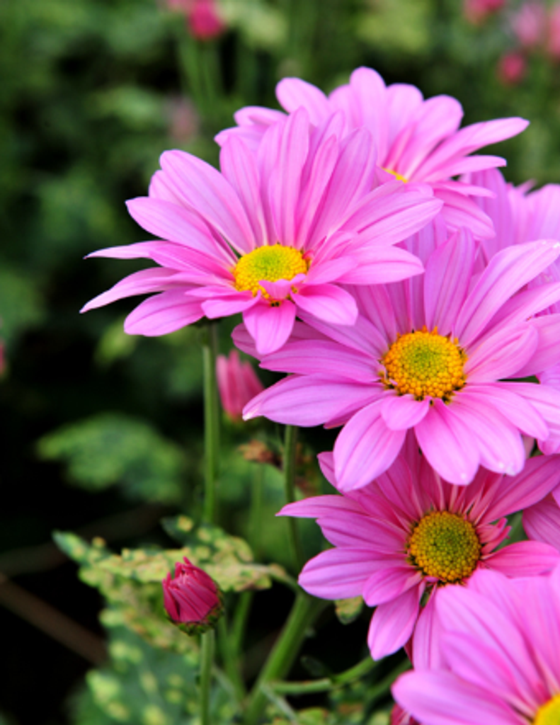 Mary A Bougher Profile Photo