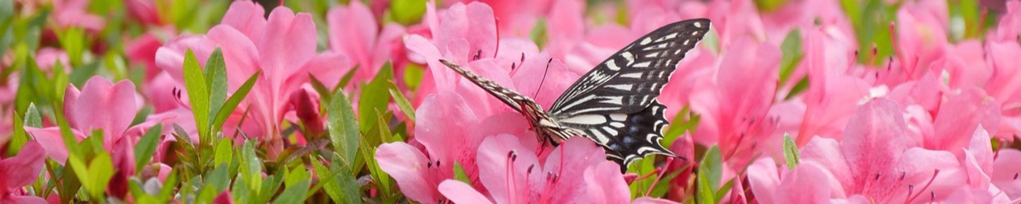 Cover photo for Carolyn Shannon's Obituary