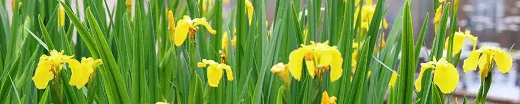 Cover photo for Jackie Davison's Obituary