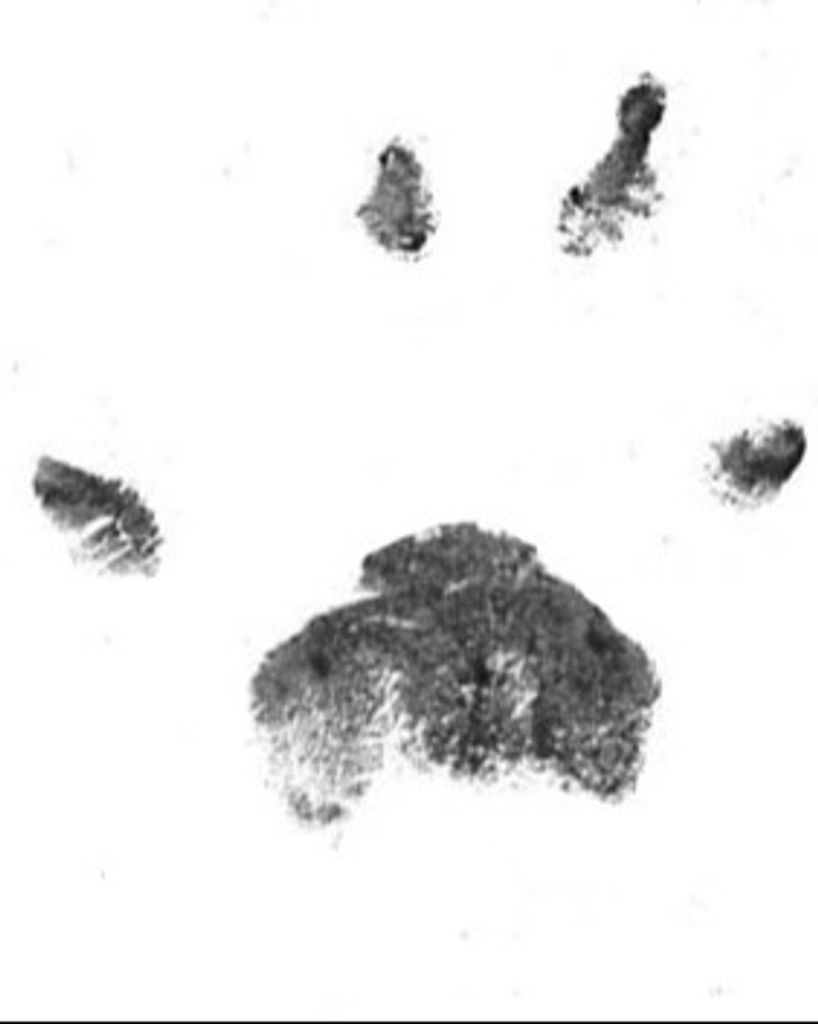 Watson Bailey Profile Photo