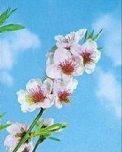 Danielle Powell's obituary image
