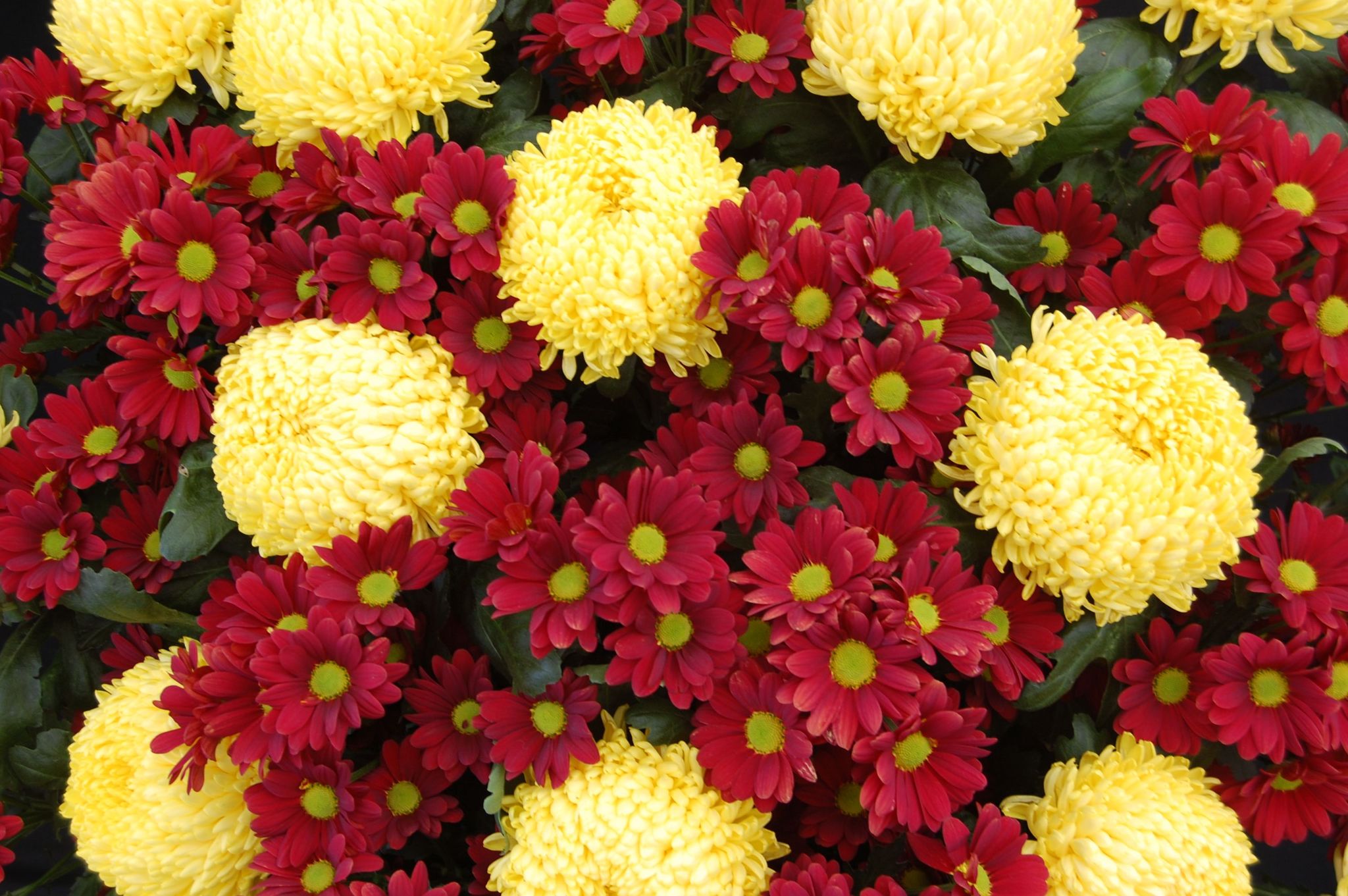Cover photo for Gail B. McCord's Obituary