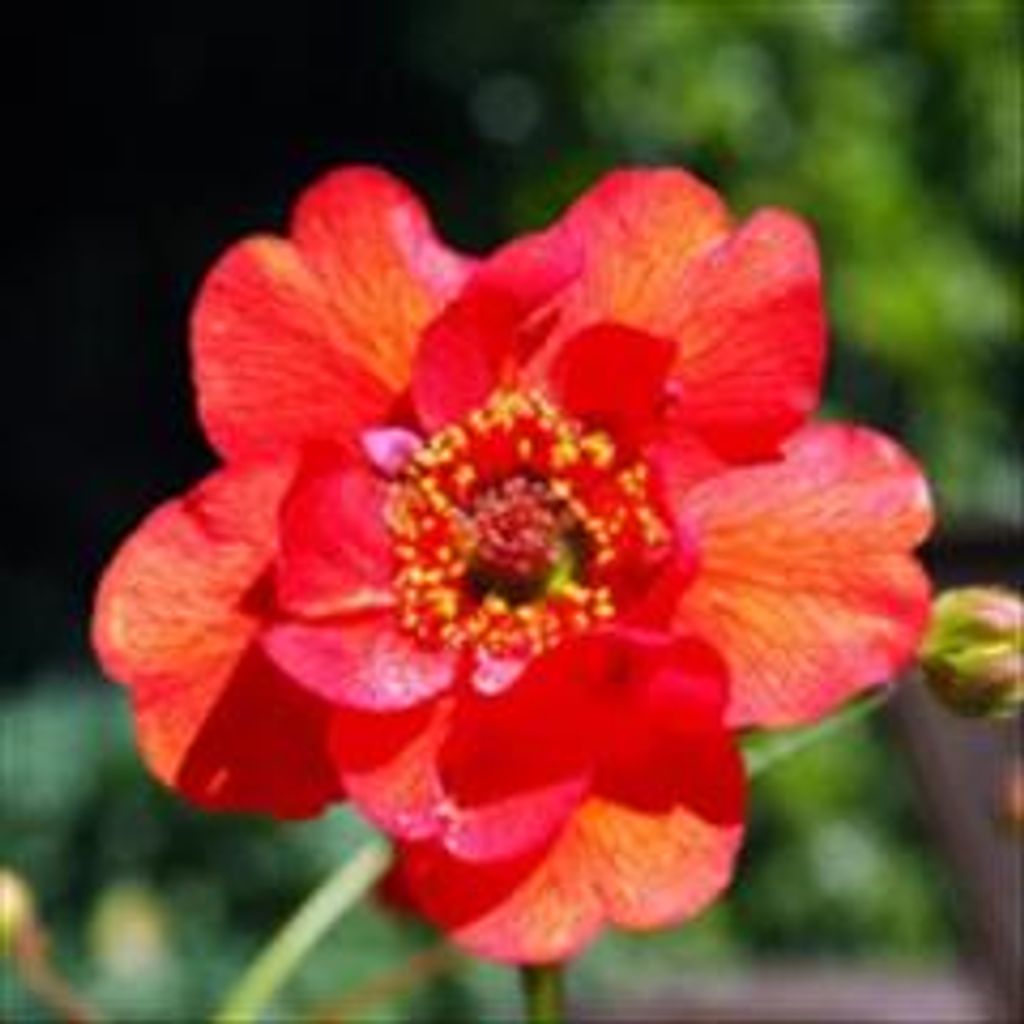 Glenda S. Crow Profile Photo