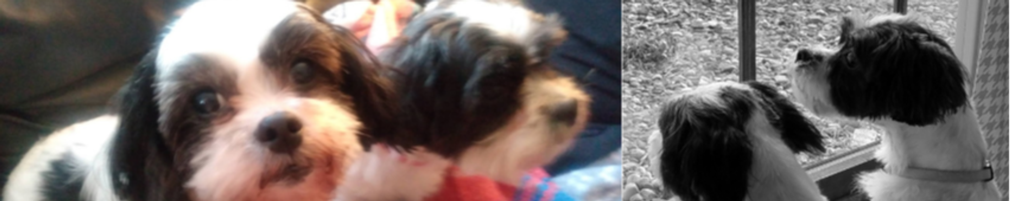 Cover photo for Billie Jo Norris's Obituary