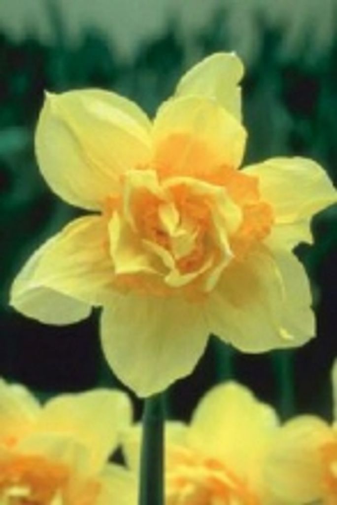 Diane S. Wenn