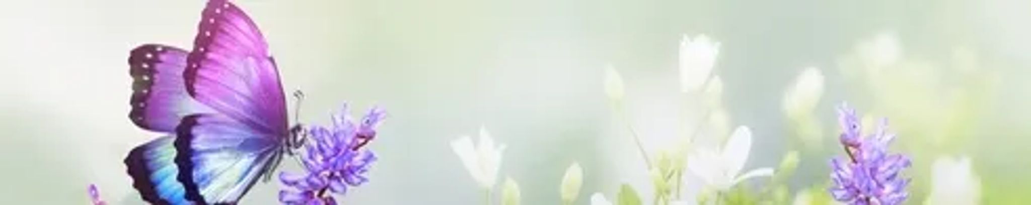 Cover photo for Connie Sanchez's Obituary