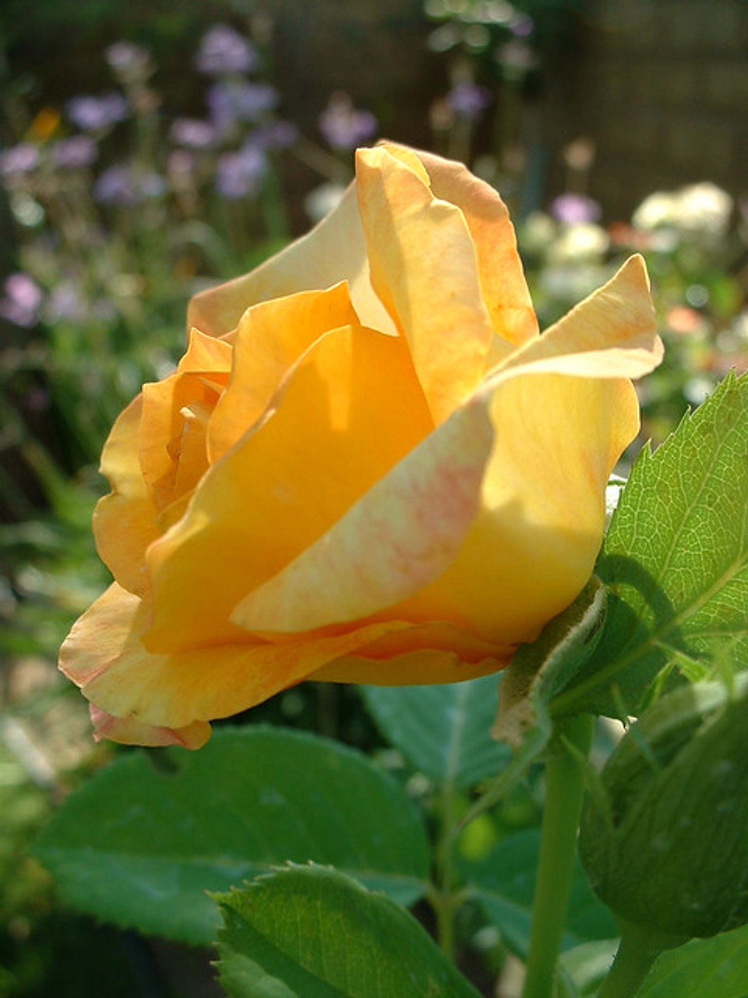 Cover photo for Elaine Wagner's Obituary
